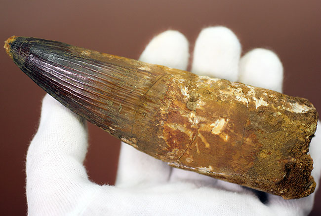 極めて巨大、それでいて見事な保存状態を示すスピノサウルス(Spinosaurus)の歯化石。一期一会のトップグレード標本。(その4)