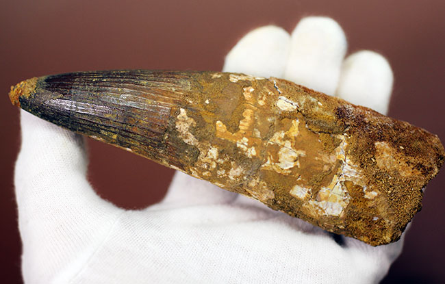 極めて巨大、それでいて見事な保存状態を示すスピノサウルス(Spinosaurus)の歯化石。一期一会のトップグレード標本。(その5)