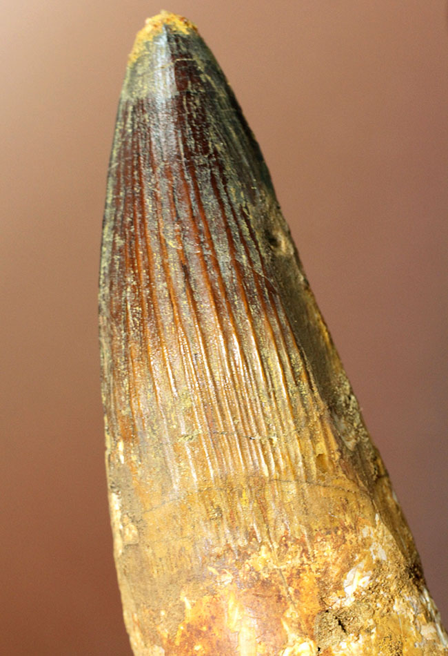 極めて巨大、それでいて見事な保存状態を示すスピノサウルス(Spinosaurus)の歯化石。一期一会のトップグレード標本。(その7)