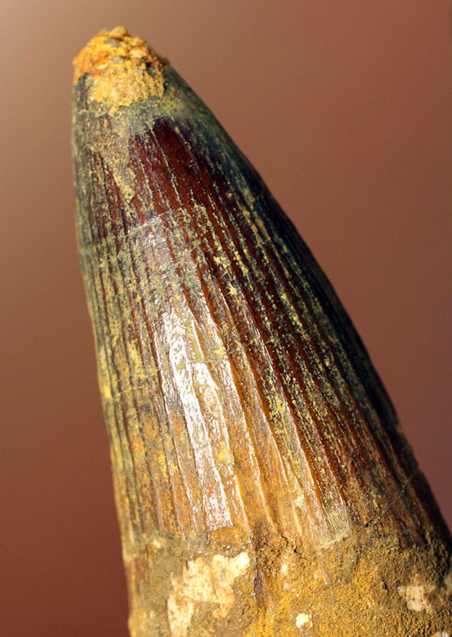 極めて巨大、それでいて見事な保存状態を示すスピノサウルス(Spinosaurus)の歯化石。一期一会のトップグレード標本。(その8)