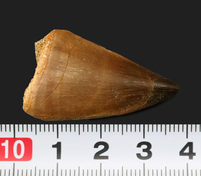 白亜紀後期の食物連鎖の頂点に君臨していたモササウルス(Mosasaurus)の仲間の歯化石(その6)