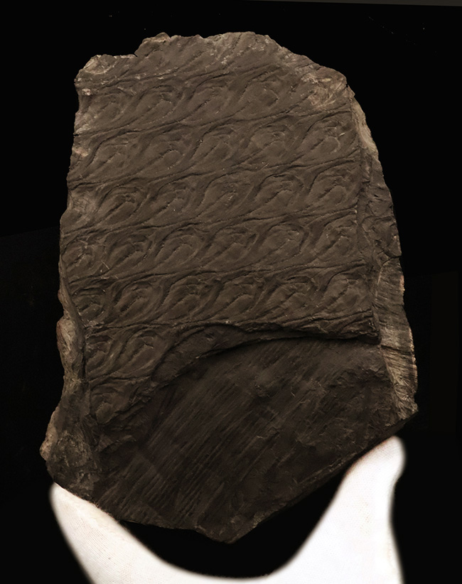 ビッグ!古代に馳せるロマン!絶滅古代樹、レピドデンドロン(Lepidodendron)とカラミテス(Calamites)の極めて上質な表皮の化石(その1)