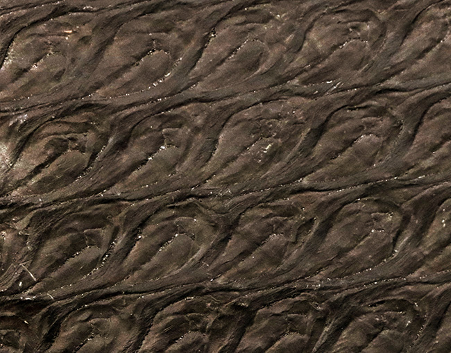 ビッグ!古代に馳せるロマン!絶滅古代樹、レピドデンドロン(Lepidodendron)とカラミテス(Calamites)の極めて上質な表皮の化石(その2)