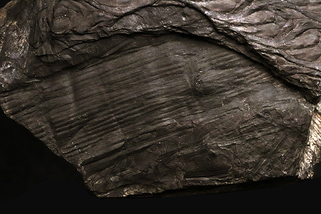 ビッグ!古代に馳せるロマン!絶滅古代樹、レピドデンドロン(Lepidodendron)とカラミテス(Calamites)の極めて上質な表皮の化石(その3)