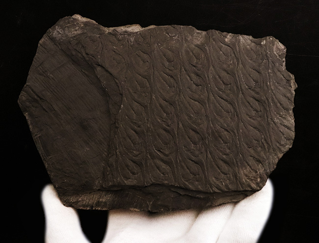 ビッグ!古代に馳せるロマン!絶滅古代樹、レピドデンドロン(Lepidodendron)とカラミテス(Calamites)の極めて上質な表皮の化石(その4)