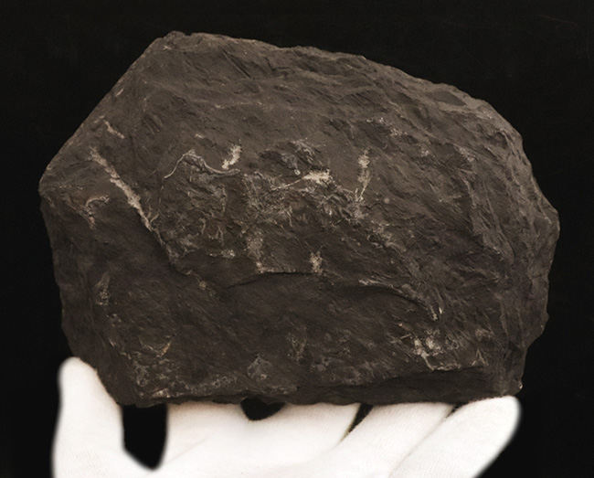 ビッグ!古代に馳せるロマン!絶滅古代樹、レピドデンドロン(Lepidodendron)とカラミテス(Calamites)の極めて上質な表皮の化石(その5)