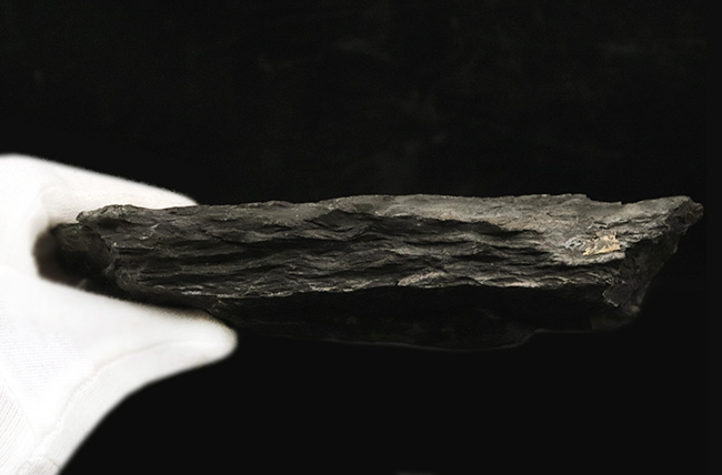 ビッグ!古代に馳せるロマン!絶滅古代樹、レピドデンドロン(Lepidodendron)とカラミテス(Calamites)の極めて上質な表皮の化石(その6)