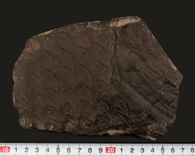 ビッグ!古代に馳せるロマン!絶滅古代樹、レピドデンドロン(Lepidodendron)とカラミテス(Calamites)の極めて上質な表皮の化石(その7)