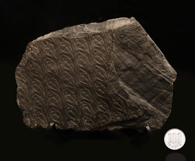 ビッグ!古代に馳せるロマン!絶滅古代樹、レピドデンドロン(Lepidodendron)とカラミテス(Calamites)の極めて上質な表皮の化石(その8)