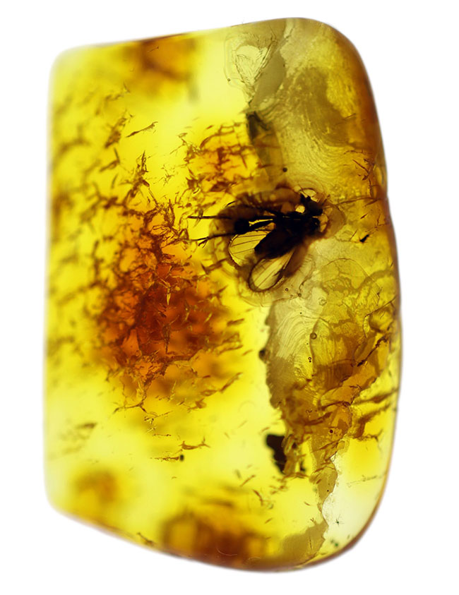 アシナガバエ科の虫と星状毛を含んだ希少なバルティックアンバー（Amber）（その2）