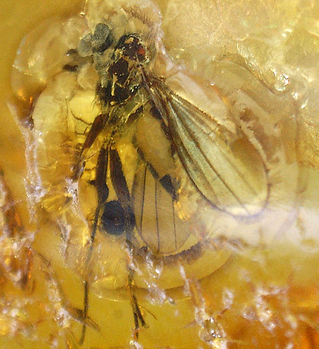 アシナガバエ科の虫と星状毛を含んだ希少なバルティックアンバー（Amber）（その4）