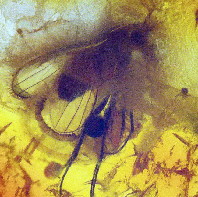 アシナガバエ科の虫と星状毛を含んだ希少なバルティックアンバー（Amber）（その5）