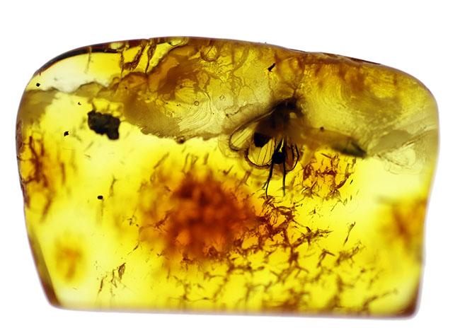 アシナガバエ科の虫と星状毛を含んだ希少なバルティックアンバー（Amber）（その6）