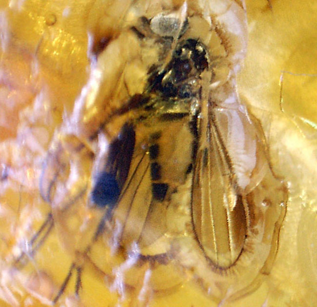 アシナガバエ科の虫と星状毛を含んだ希少なバルティックアンバー(Amber)(その7)