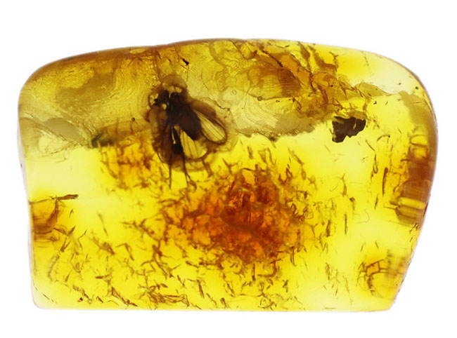アシナガバエ科の虫と星状毛を含んだ希少なバルティックアンバー（Amber）（その8）