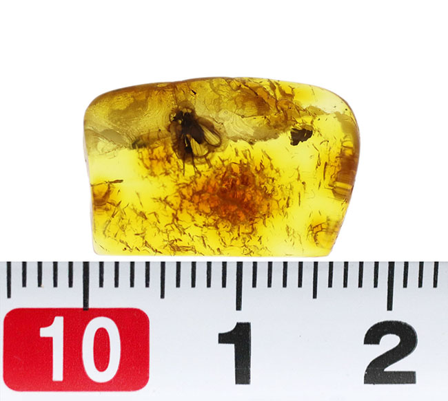 アシナガバエ科の虫と星状毛を含んだ希少なバルティックアンバー（Amber）（その9）