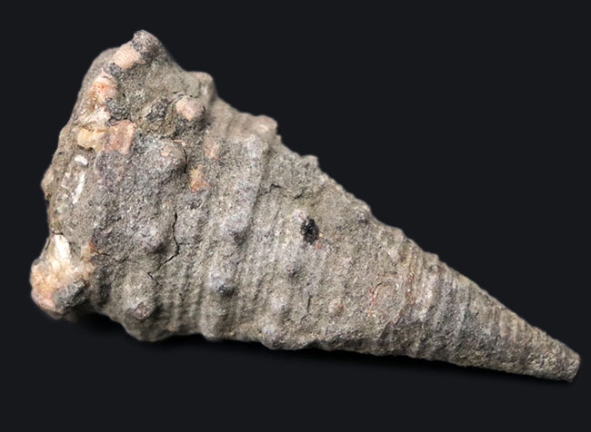 本州にマングローブが存在していた証左、状態の良い、古代の巻き貝、ビカリア（Vicarya）（その1）
