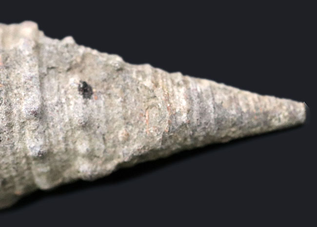 本州にマングローブが存在していた証左、状態の良い、古代の巻き貝、ビカリア（Vicarya）（その3）