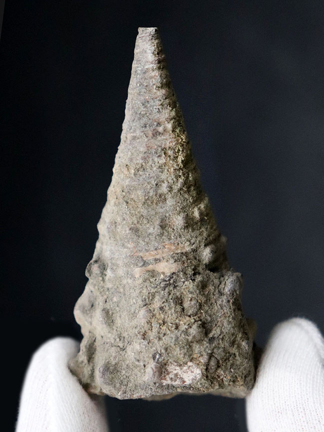 本州にマングローブが存在していた証左、状態の良い、古代の巻き貝、ビカリア（Vicarya）（その5）