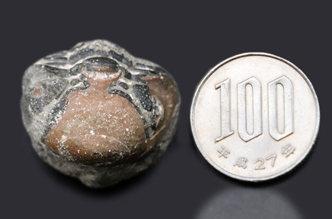 完全なる防御姿勢を取った、モロッコ産の三葉虫、ファコプス