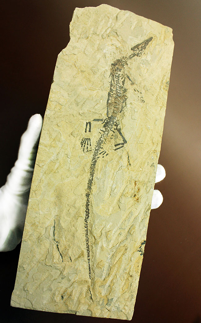 あいつがやってきた!人気の希少生物ブラジル産メソサウルス(Mesosaurus sp.)の全身化石。マーケット価格よりリーズナブル!(その1)