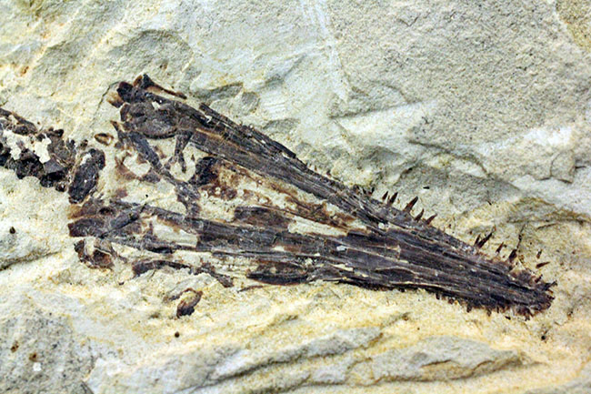 あいつがやってきた!人気の希少生物ブラジル産メソサウルス(Mesosaurus sp.)の全身化石。マーケット価格よりリーズナブル!(その10)