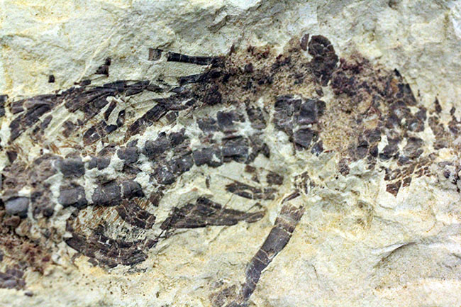 あいつがやってきた!人気の希少生物ブラジル産メソサウルス(Mesosaurus sp.)の全身化石。マーケット価格よりリーズナブル!(その11)