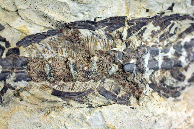 あいつがやってきた!人気の希少生物ブラジル産メソサウルス(Mesosaurus sp.)の全身化石。マーケット価格よりリーズナブル!(その12)