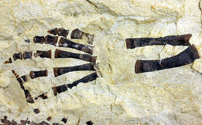 あいつがやってきた!人気の希少生物ブラジル産メソサウルス(Mesosaurus sp.)の全身化石。マーケット価格よりリーズナブル!(その13)