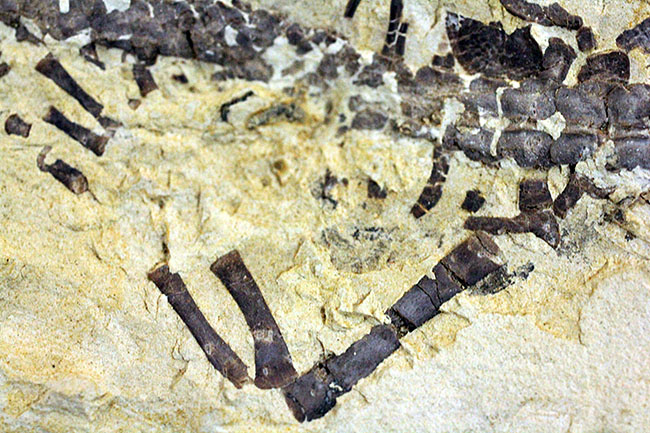 あいつがやってきた!人気の希少生物ブラジル産メソサウルス(Mesosaurus sp.)の全身化石。マーケット価格よりリーズナブル!(その14)