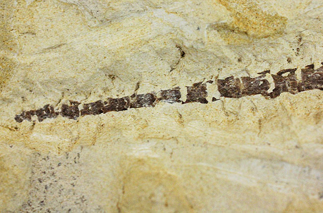 あいつがやってきた!人気の希少生物ブラジル産メソサウルス(Mesosaurus sp.)の全身化石。マーケット価格よりリーズナブル!(その15)