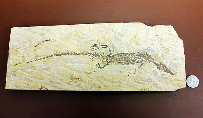 あいつがやってきた!人気の希少生物ブラジル産メソサウルス(Mesosaurus sp.)の全身化石。マーケット価格よりリーズナブル!(その16)