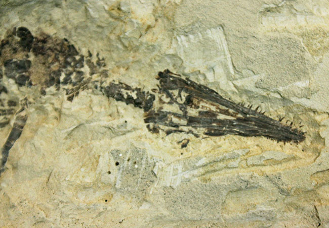 あいつがやってきた!人気の希少生物ブラジル産メソサウルス(Mesosaurus sp.)の全身化石。マーケット価格よりリーズナブル!(その2)