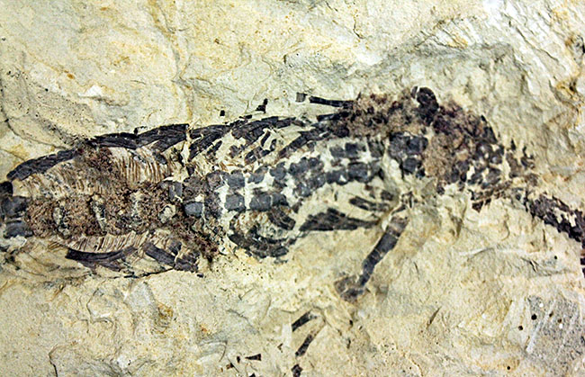 あいつがやってきた！人気の希少生物ブラジル産メソサウルス（Mesosaurus sp.）の全身化石。マーケット価格よりリーズナブル！（その3）