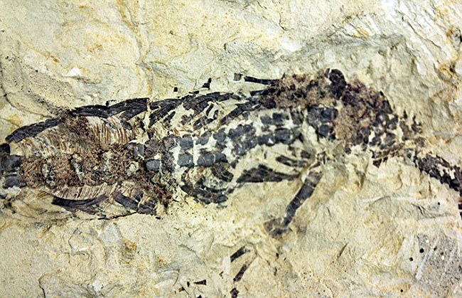 あいつがやってきた!人気の希少生物ブラジル産メソサウルス(Mesosaurus sp.)の全身化石。マーケット価格よりリーズナブル!(その3)
