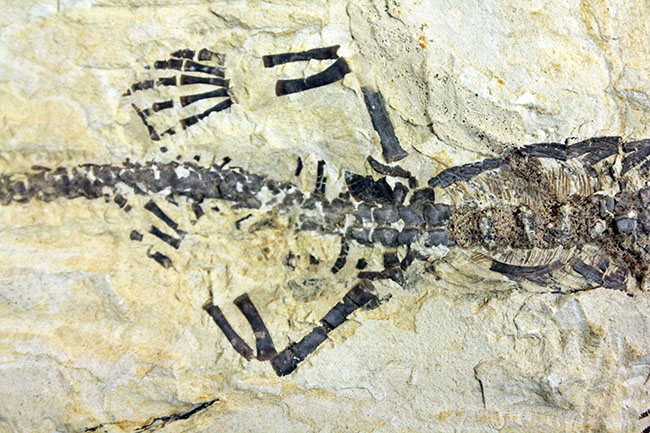 あいつがやってきた!人気の希少生物ブラジル産メソサウルス(Mesosaurus sp.)の全身化石。マーケット価格よりリーズナブル!(その4)