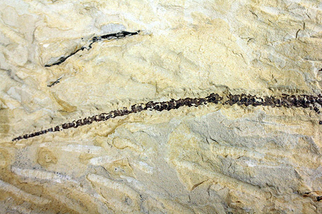 あいつがやってきた!人気の希少生物ブラジル産メソサウルス(Mesosaurus sp.)の全身化石。マーケット価格よりリーズナブル!(その5)