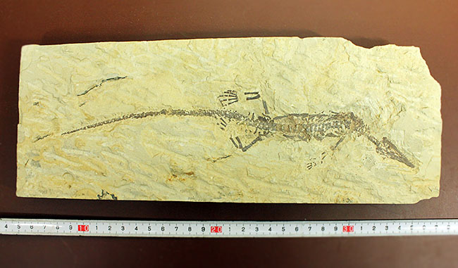 あいつがやってきた!人気の希少生物ブラジル産メソサウルス(Mesosaurus sp.)の全身化石。マーケット価格よりリーズナブル!(その6)