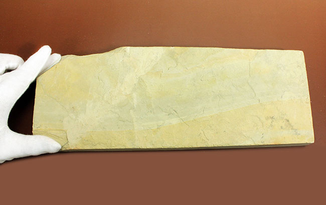 あいつがやってきた!人気の希少生物ブラジル産メソサウルス(Mesosaurus sp.)の全身化石。マーケット価格よりリーズナブル!(その7)