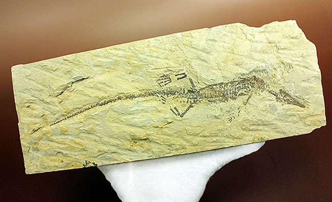 あいつがやってきた!人気の希少生物ブラジル産メソサウルス(Mesosaurus sp.)の全身化石。マーケット価格よりリーズナブル!(その8)