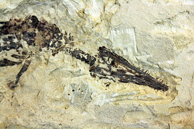 あいつがやってきた!人気の希少生物ブラジル産メソサウルス(Mesosaurus sp.)の全身化石。マーケット価格よりリーズナブル!(その9)