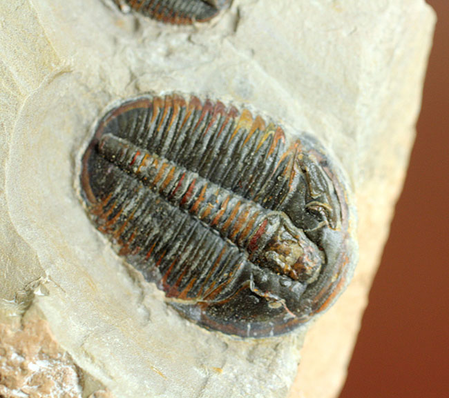 三葉虫 エルラシア レッド 希少 極美麗 三葉虫 エルラシア レッド 希少