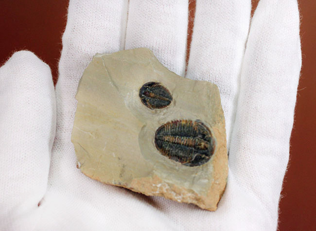 マニアック！エルラシア・キンギと非常に近い存在と目されている、米国