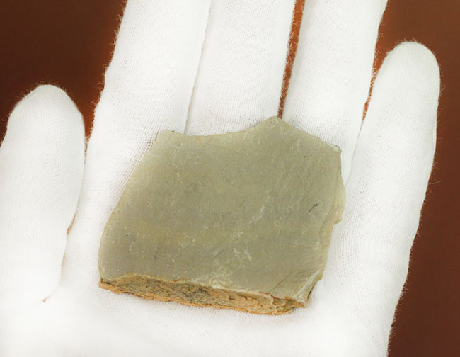 マニアック!エルラシア・キンギと非常に近い存在と目されている、米国ユタ州産三葉虫エルラシア・マージュミ(Elrathia marjumi)(その5)