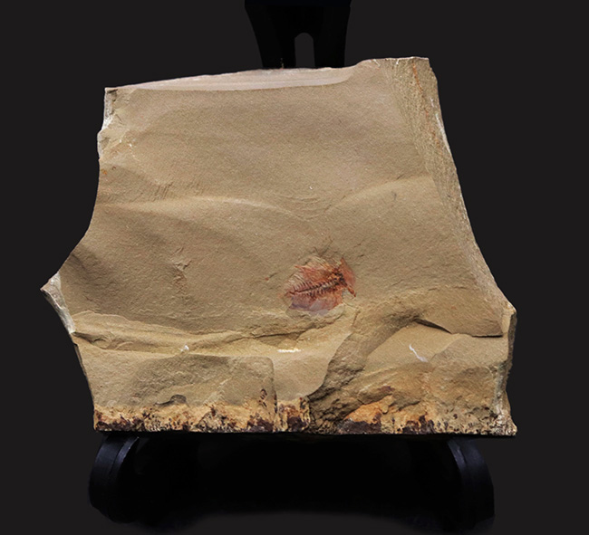 カンブリア爆発で知られるチェンジャン産のレア生物、ナラオイア（Naraoia spinosa）の化石（その1）