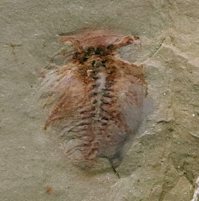 カンブリア爆発で知られるチェンジャン産のレア生物、ナラオイア（Naraoia spinosa）の化石（その2）