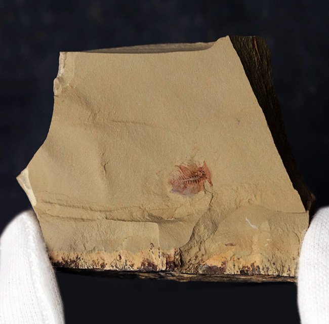 カンブリア爆発で知られるチェンジャン産のレア生物、ナラオイア(Naraoia spinosa)の化石(その3)