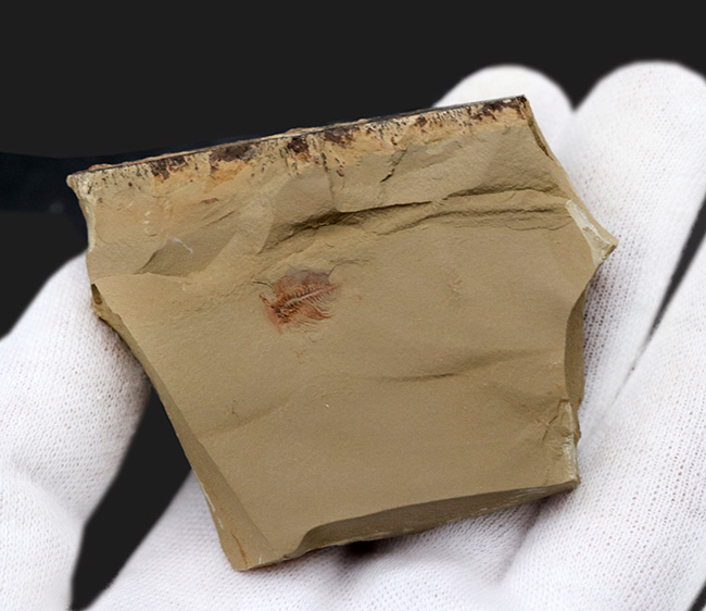 カンブリア爆発で知られるチェンジャン産のレア生物、ナラオイア(Naraoia spinosa)の化石(その4)