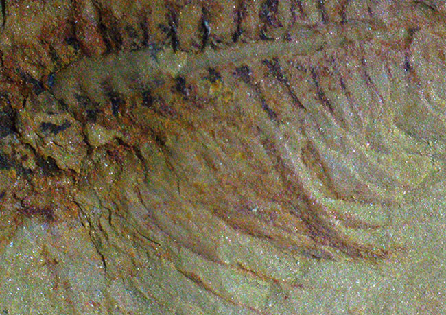 カンブリア爆発で知られるチェンジャン産のレア生物、ナラオイア（Naraoia spinosa）の化石（その5）