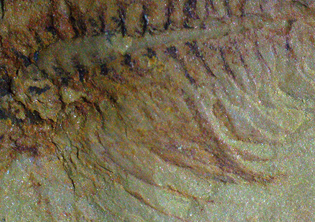 カンブリア爆発で知られるチェンジャン産のレア生物、ナラオイア(Naraoia spinosa)の化石(その5)